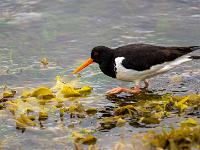Austernfischer am Hafenbeckenrand